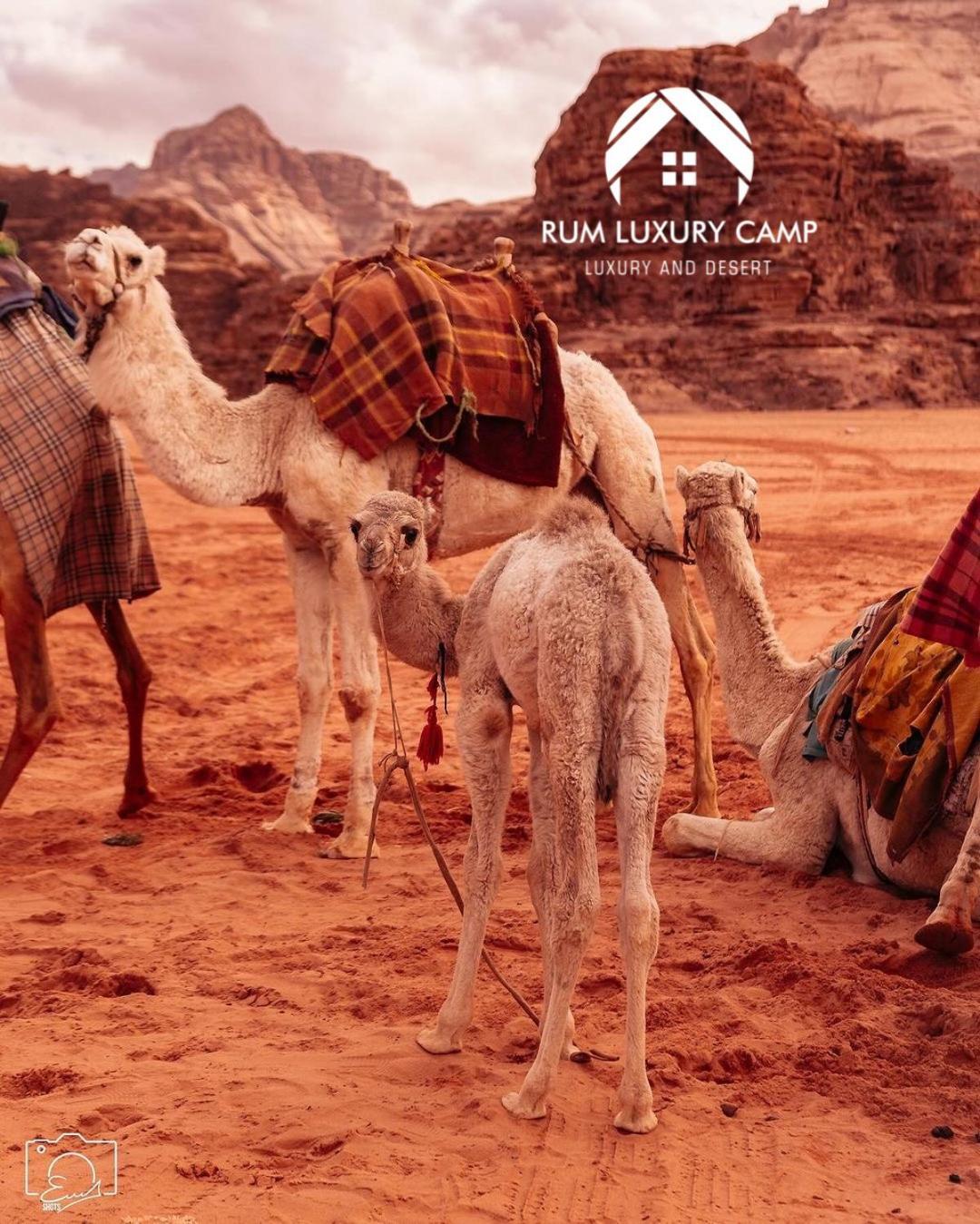 Rum Luxury Camp Wadi Rum Extérieur photo